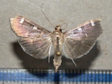 Syllepte ovialis